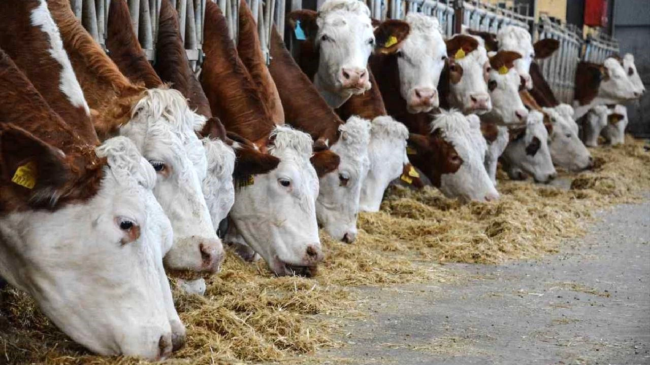 T�rkiye'de hayvan yemi �retimi artt�r�lmal�