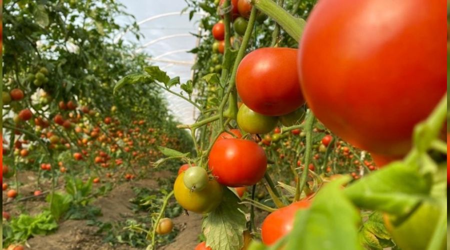 �retici tarladan tezgaha fiyat fark�na tepkili