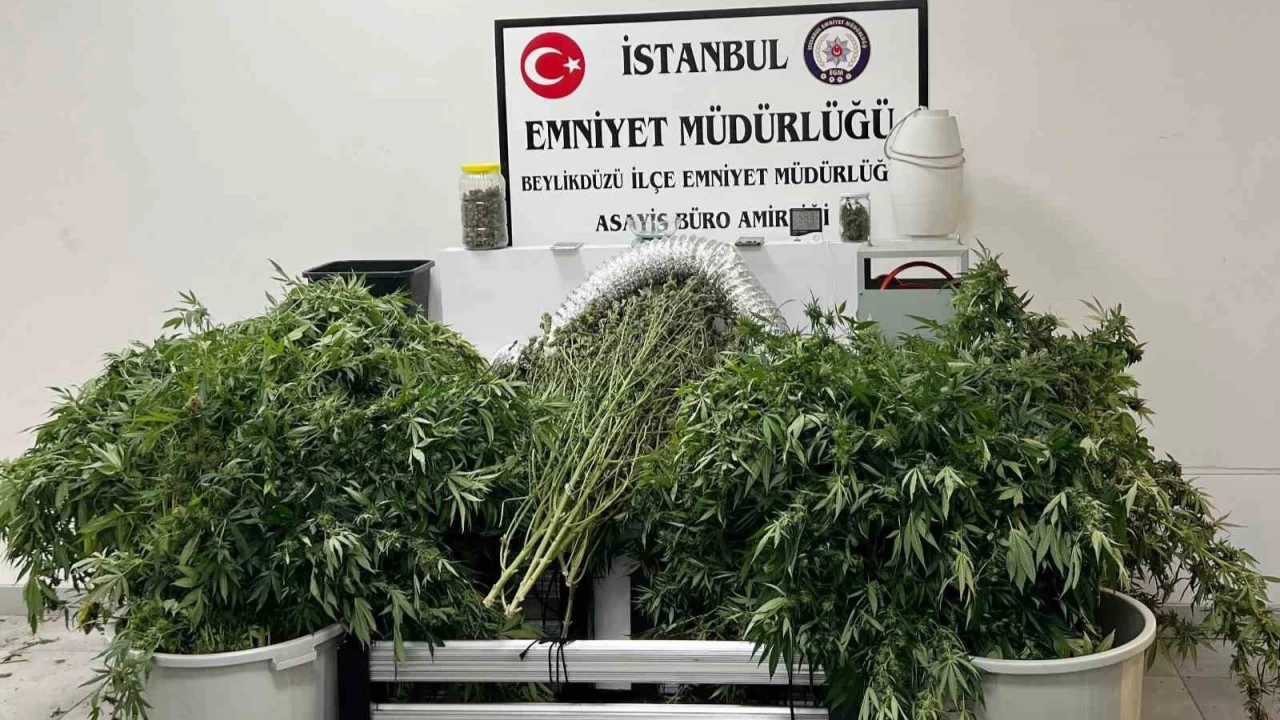 Uyuşturucuyu evde yetiştirip ticaretini yapıyormuş