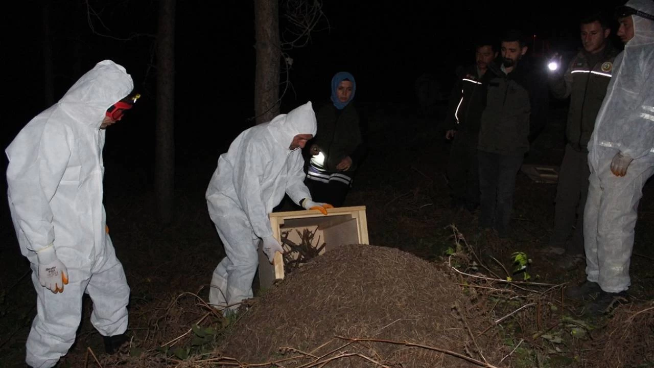Vezirköprü'de gece yarısı kırmızı karınca operasyonu