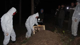 Vezirköprü'de gece yarısı kırmızı karınca operasyonu