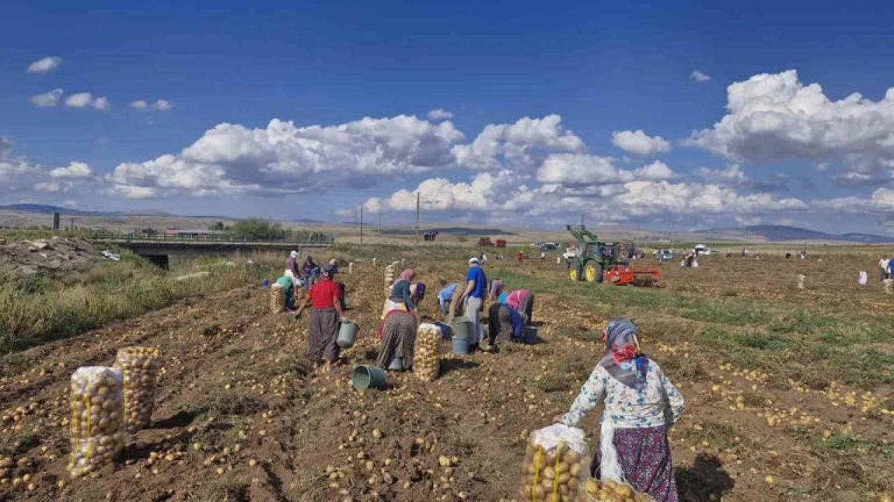 Yandaşa ‘kar garantisi’ verenler çiftçiye ‘alım garantisi’ vermiyor