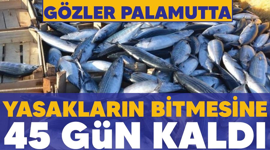 Yasakların bitmesine 45 gün kaldı, gözler palamutta