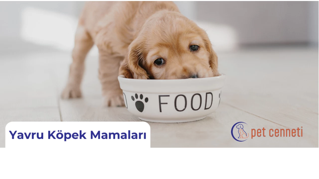 Yavru Köpek Maması Seçerken Nelere Dikkat Etmelisiniz?