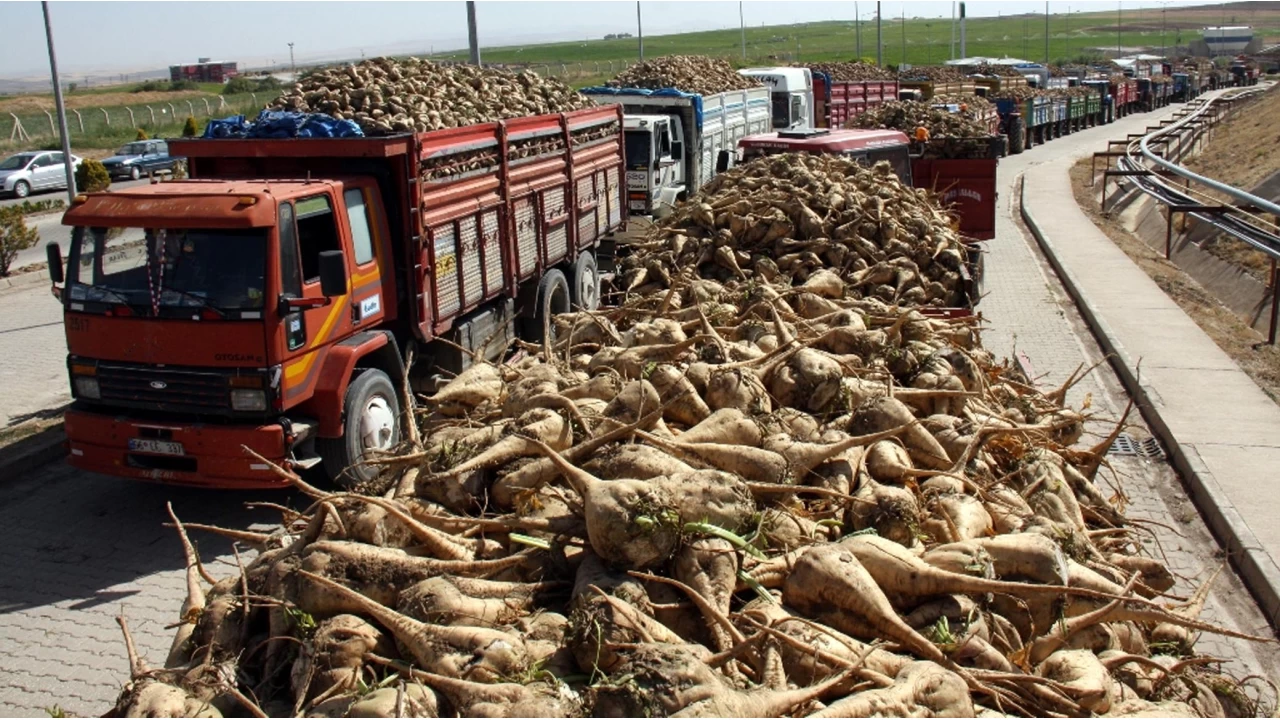 Yerli Tohumla �eker Pancar� �retimi Ba�lad�