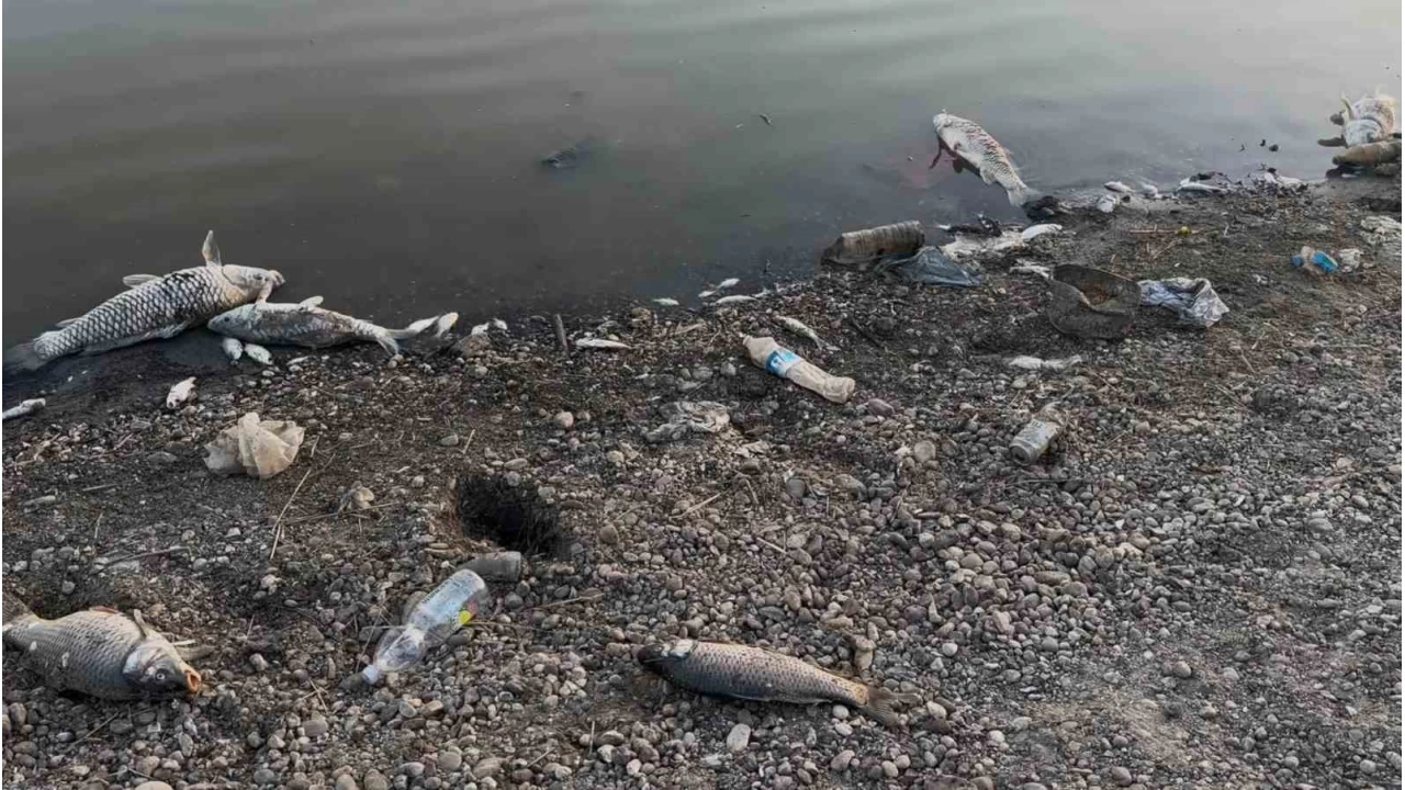 Ye�ils�rt Baraj�'nda bal�k �l�mleri ba�lad�