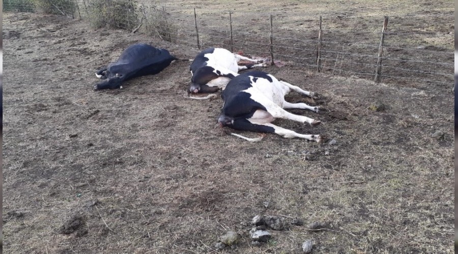 Y�ld�r�m d��t�, 3 inek telef oldu