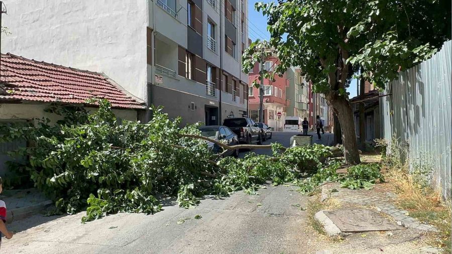 Yola devrilen a�a� korkuttu