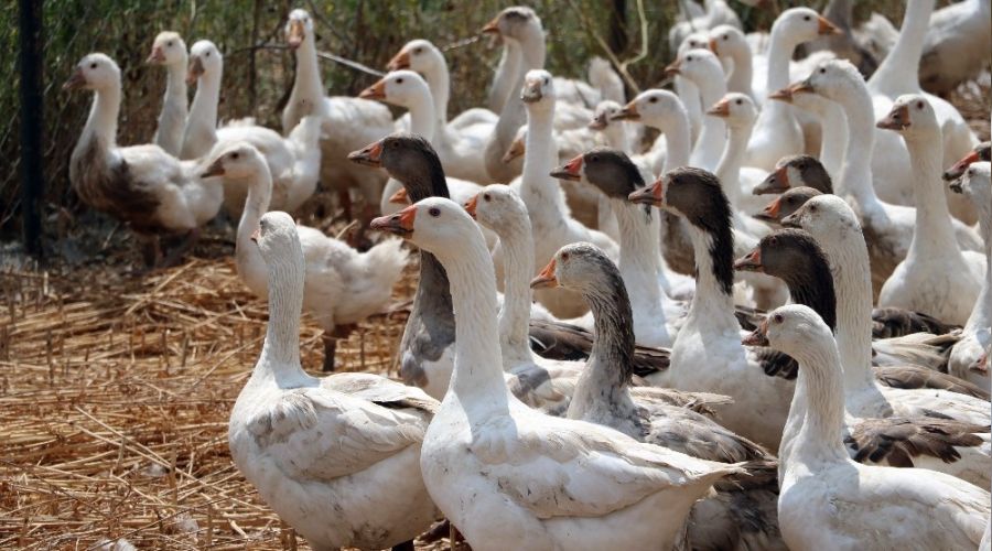 Yozgat'ta üretilen kaz tüyü Avrupa'ya ihraç ediliyor