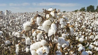 Yumurtal�k�ta tar�m ve �reticinin sesi