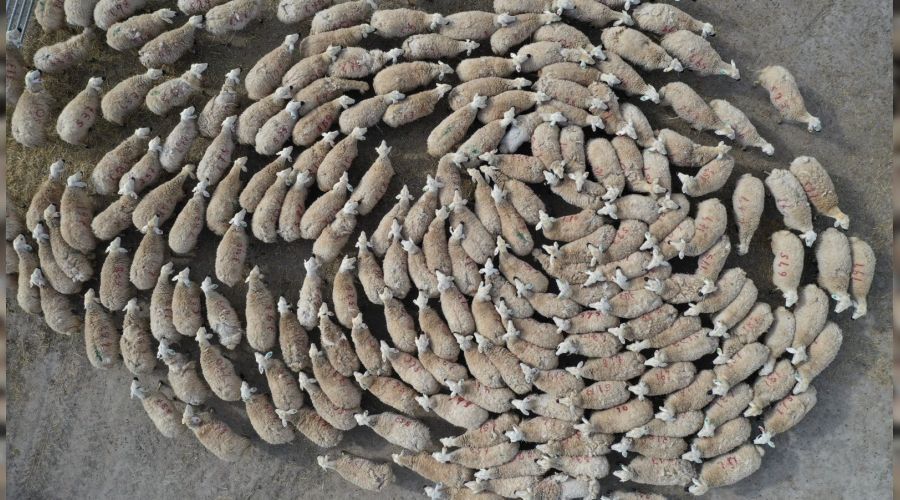 Y�zlerce kuzu anneleriyle bulu�tu