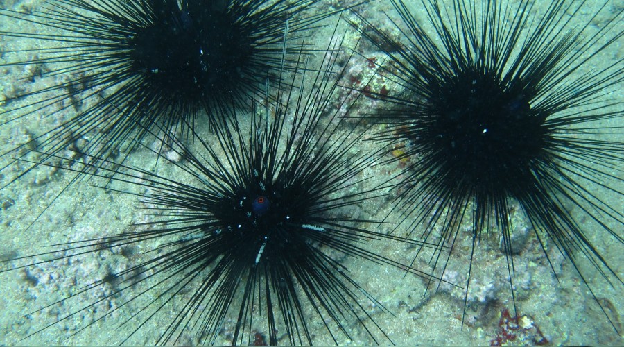 zehirli deniz kestanesi uyarisi yeni mesaj