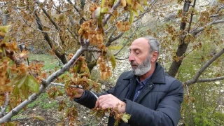 Zirai don, Malatya'nn tescilli dalbast kirazn da vurdu