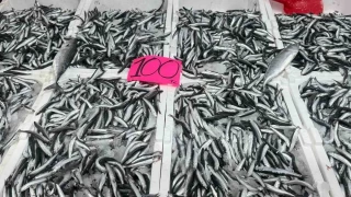 Zonguldak'ta hamsinin fiyat 100 liraya dt