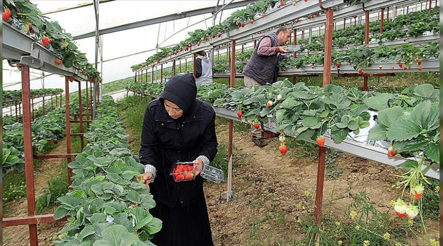  Zonguldak'ta �zel tar�m OSB'si kuruluyor