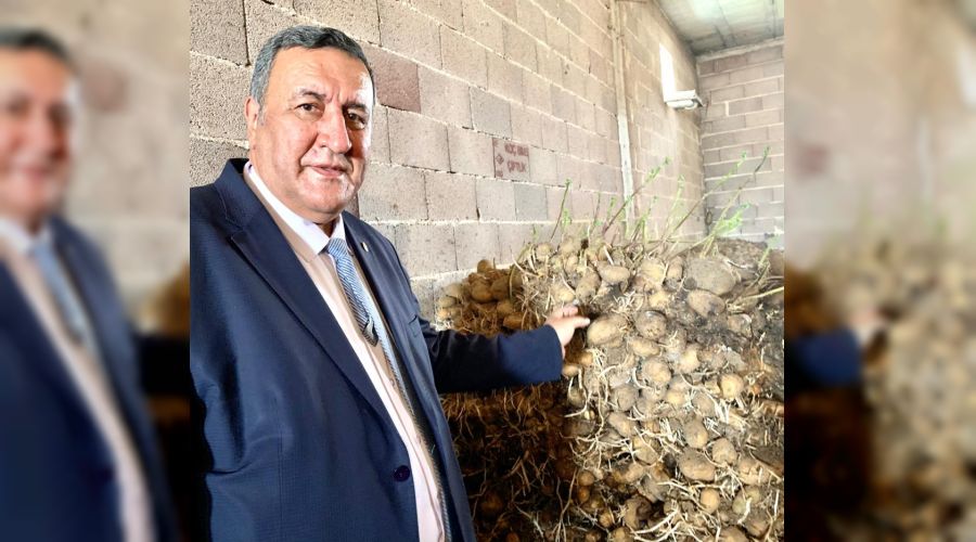 100 bin ton patates çürüdü