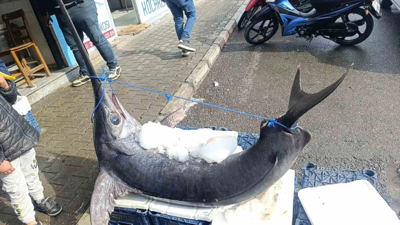 138 kiloluk kılıç balığı ilgi odağı oldu