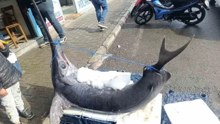 138 kiloluk kl bal ilgi oda oldu