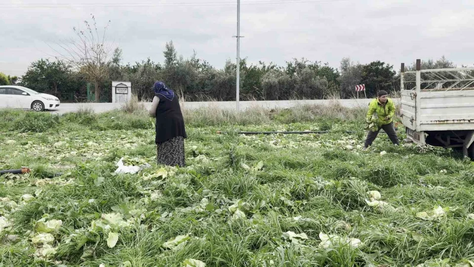 17 d�n�m araziye marul ekti, toplama maliyetini kar��lamay�nca bedava da��tt�