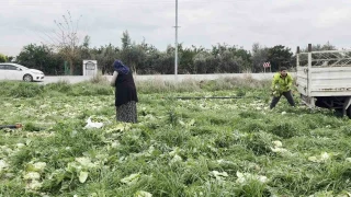 17 dönüm araziye marul ekti, toplama maliyetini karşılamayınca bedava dağıttı