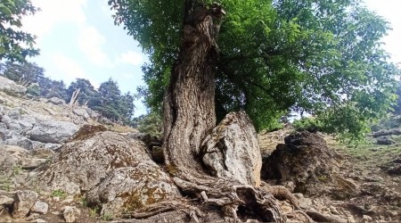 400 yllk ceviz aac yllara meydan okuyor