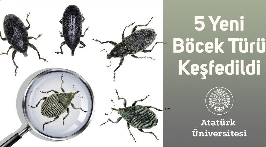 5 yeni böcek türü keşfedildi