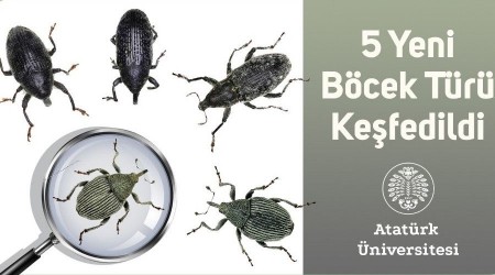 5 yeni böcek türü keşfedildi