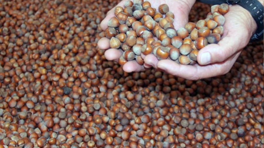 A��klanan rekolteler f�nd�k fiyat�n� etkilemedi 