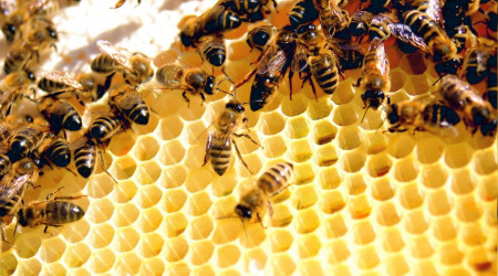 'Alk' sorununa arlar zm olacak