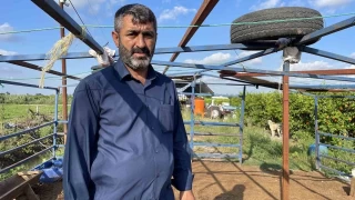 Adana'da 45 kurbanlık koyunu çaldılar