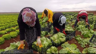 Adıyaman sebzede de iddialı