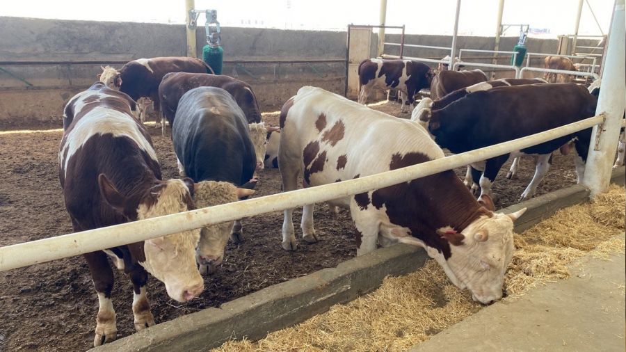 Adıyaman'da büyükbaş kurbanlık hisse bedeli 11 bin TL'den başlıyor