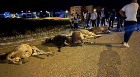 Ağrı'da araç sürüye çarptı