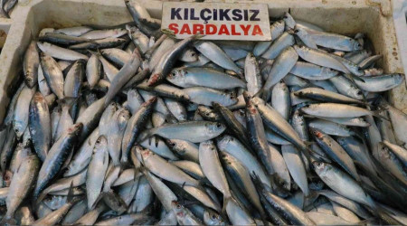 Akdeniz'de sardalya bereketi