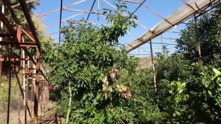 Alanya'da Avokadoya dikenli tel ve çoban köpekli koruma