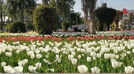 Alanya'da baharın müjdecisi çiçekler açtı