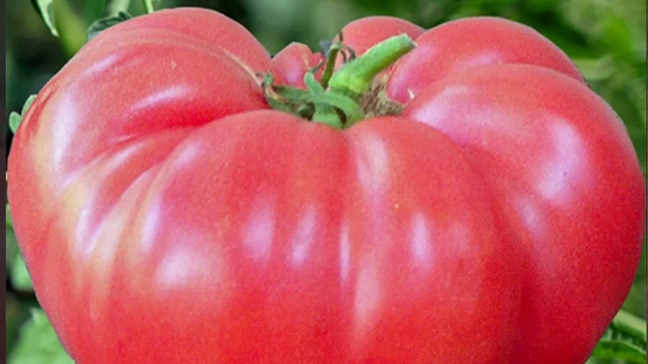 Alternatif ithalat yapılacak ülkeler aranıyor