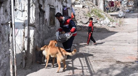 Ankara Büyükşehir'den, sokak hayvanlarına destek