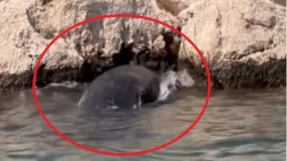 Antalya'da kayalklar arasna giren yavru balina kurtarld