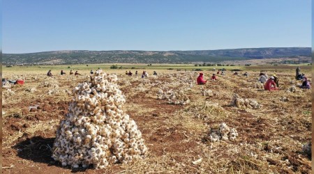 Araban sarımsağının tescili için AB'ye başvuru