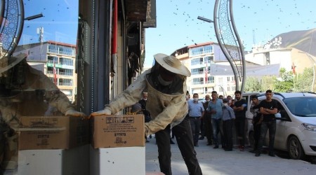 Arı kolonisi çarşı merkezine indi