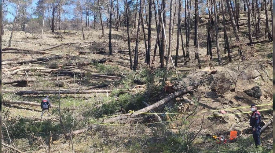 Arkada��n�n kesti�i a�a� �zerine d��t�