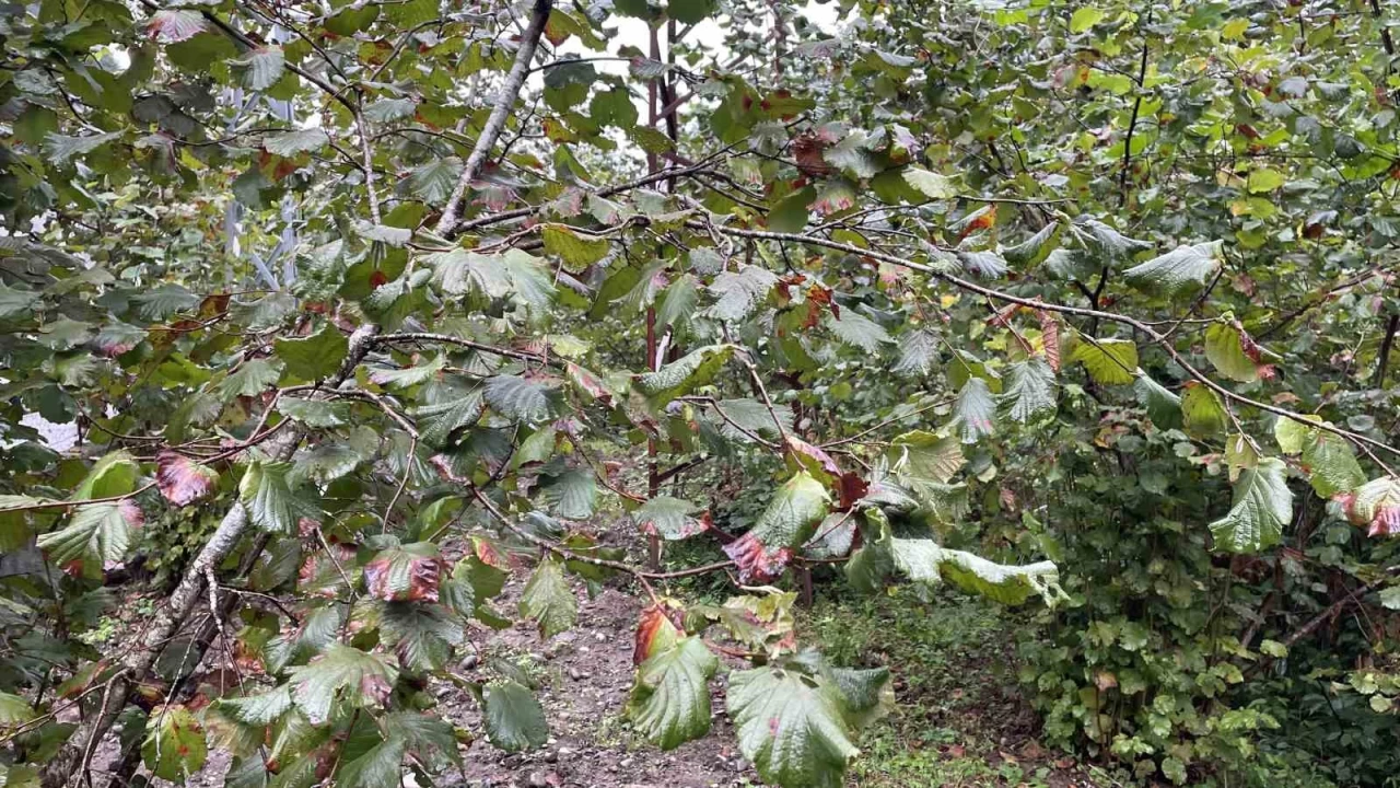 Artvin'de ba�layan tehlike t�m T�rkiye'ye yay�l�yor
