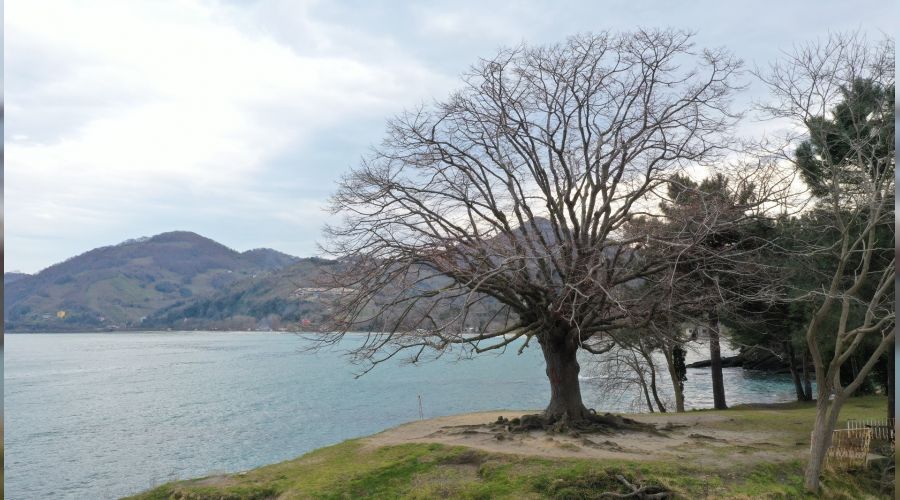 Asırlık ağaç anıtlaştı