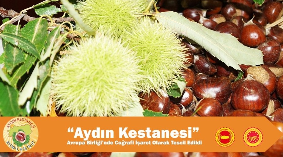 Aydn Kestanesi artk corafi iaret