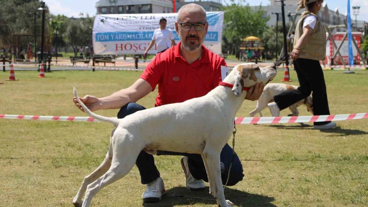 Aydn'da kpekler podyuma kt