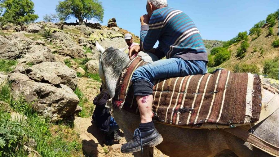 Ayı saldırısından elindeki sopayla kurtuldu
