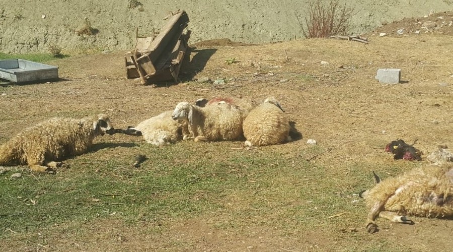 Ayılar 70 koyunu telef etti