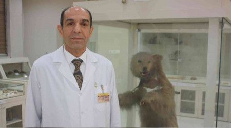 Ayılar kış uykusuna yatamıyor