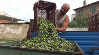 Balkesir'de elekler kuruldu yeil zeytin hasad balad
